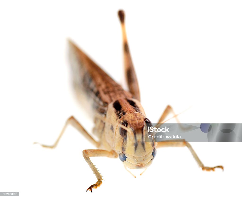 Saltamontes locust sobre fondo blanco - Foto de stock de Animal libre de derechos