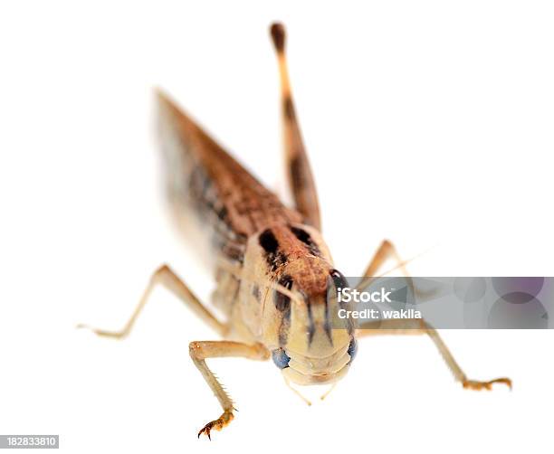 Saltamontes Locust Sobre Fondo Blanco Foto de stock y más banco de imágenes de Animal - Animal, Antena - Parte del cuerpo animal, Artrópodo