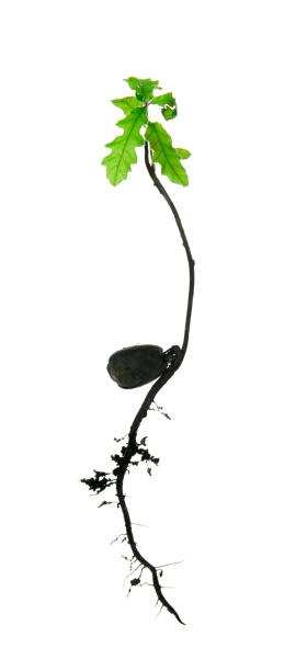 Young oak tree with roots on white background