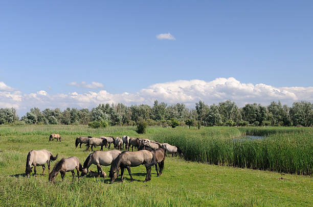 istock Group of Horses in a nature reserve 182833867
