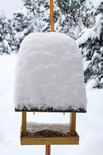 istock A bird feeder covered with a high layer of freshly fallen snow 1828339568