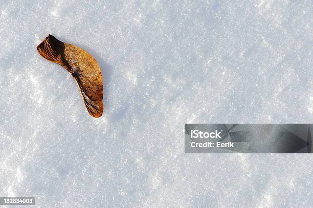 メープルシードの雪 - カエデのストックフォトや画像を多数ご用意 - カエデ, 一つ, 人物なし