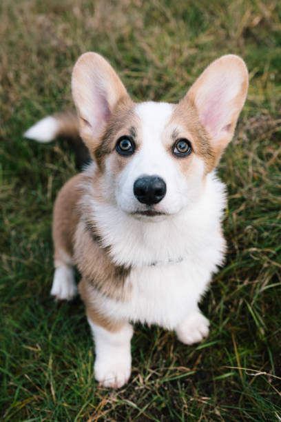 istock cute welsh corgi Pembroke puppy looking up 1828340104