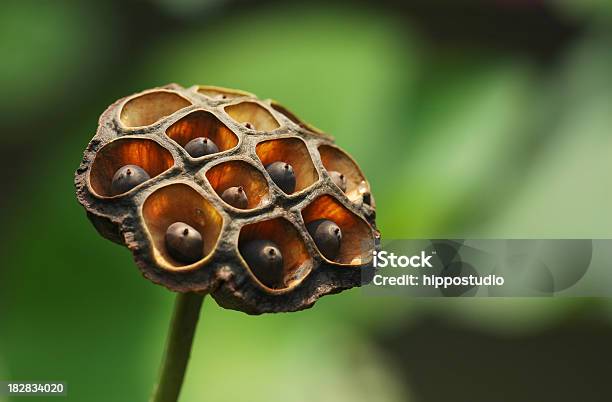 Lotus Nasiona Head - zdjęcia stockowe i więcej obrazów Bez ludzi - Bez ludzi, Fotografika, Główka kwiatu