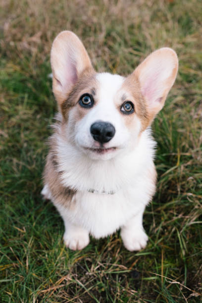 istock cute welsh corgi Pembroke puppy looking up 1828340452