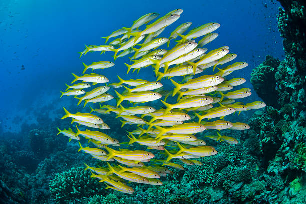 Schools of Fish Lots of yellow fishes underwater. school of fish stock pictures, royalty-free photos & images