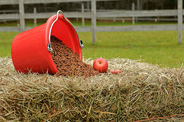 качество лошадь подачи и угощения - silage field hay cultivated land стоковые фото и изображения