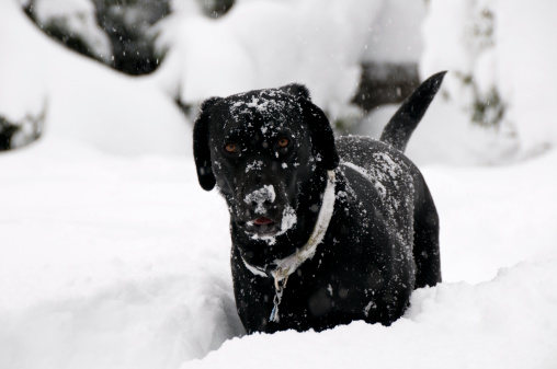 young black lab puppy playing in the deep snow during a snowstorm.