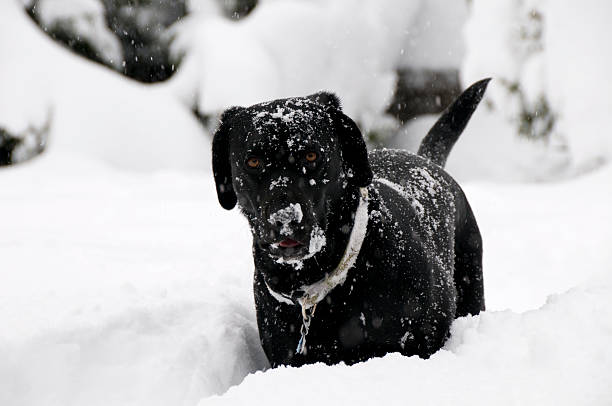 черный лаборатории snow day - show dog стоковые фото и изображения
