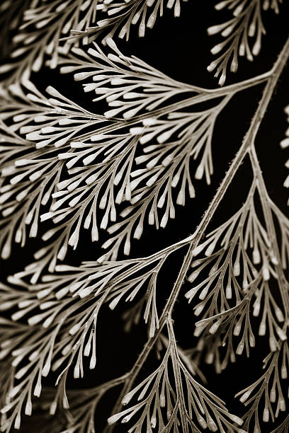 istock Leaves of a fern 182834491