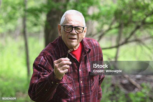 Serious Senior Man Offering Small Spring Blossom Stock Photo - Download Image Now - 80-89 Years, Active Seniors, Adult