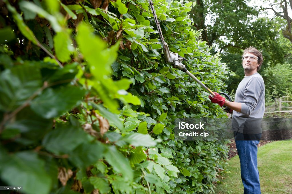 Gärtner Schneiden Beech Hedge - Lizenzfrei Stutzen Stock-Foto