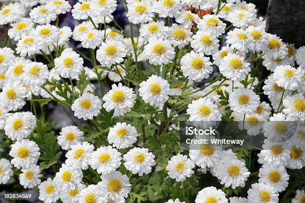 Skupisko Złocień Maruna Tanacetum Parthenium Kwiaty Zbliżenie - zdjęcia stockowe i więcej obrazów Bez ludzi