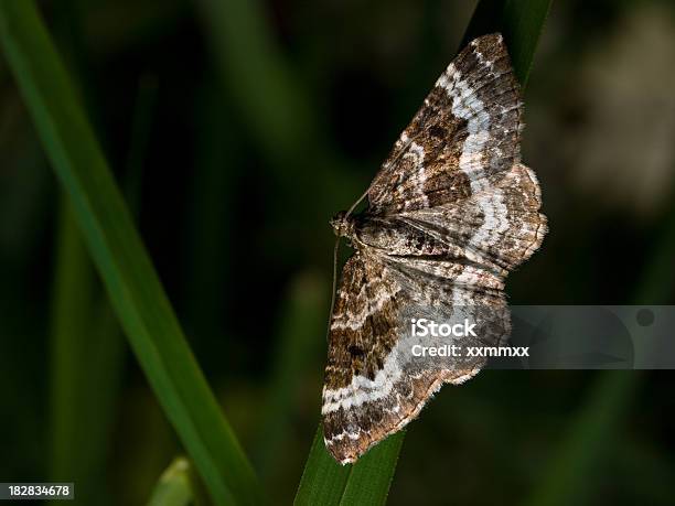 Alfombra Común Epirrhoe Alternata Foto de stock y más banco de imágenes de Mariposa nocturna catocala - Mariposa nocturna catocala, Aire libre, Ala de animal