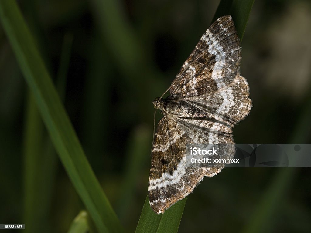 Общие ковер (Epirrhoe alternata - Стоковые фото Underwing Moth роялти-фри