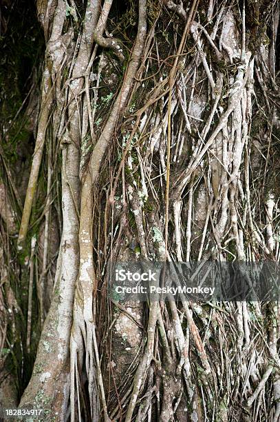 Texturizado Entrelaçado Vines Em Grande Tronco De Árvore - Fotografias de stock e mais imagens de Baniano