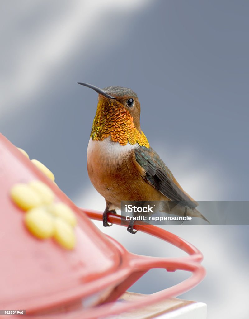 Colibrí rufo en el alimentador - Foto de stock de Colibrí libre de derechos