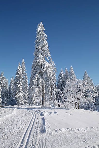 istock winterday with ski track fir and blue sky 182835014