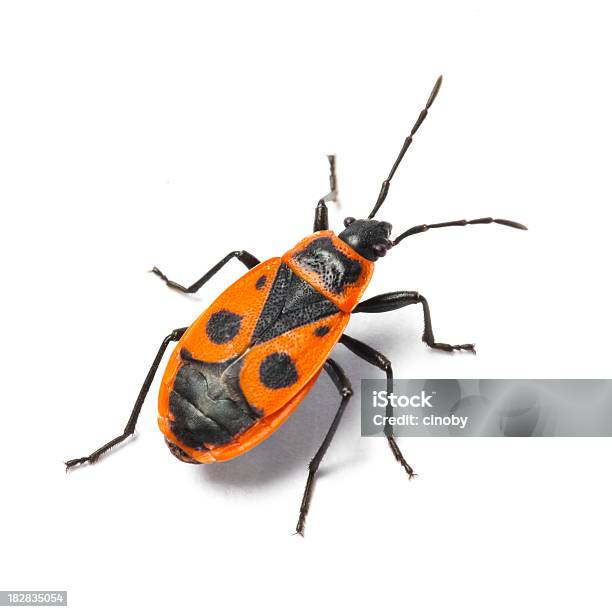 Firebug Pyrrhocoris Apterus 곤충에 대한 스톡 사진 및 기타 이미지 - 곤충, 흰색 배경, 컷아웃