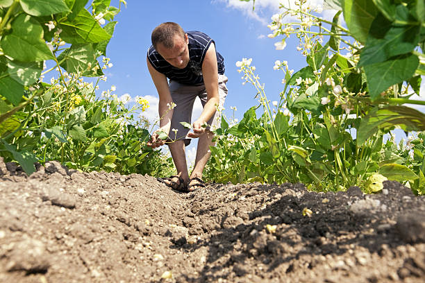 istock Farmer and Beans plantation 182835132