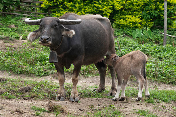 istock Water Buffalo and Calf 182835175