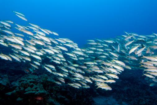 A large school of yellow striped goat fish photographed in Hawaii.