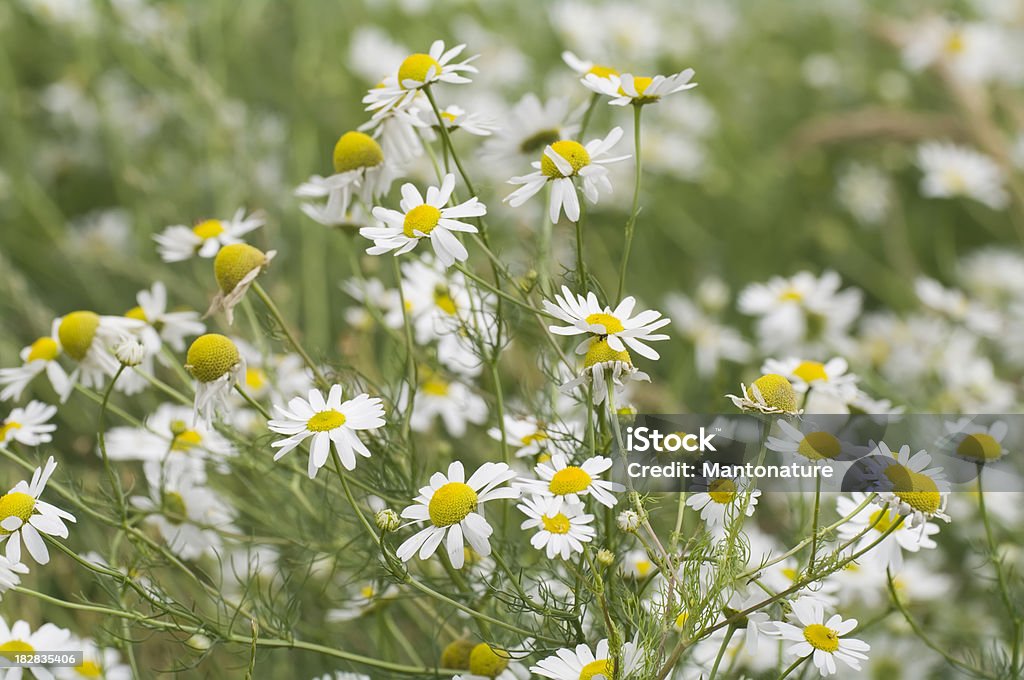 Profumato Mayweed (Matricaria recutita - Foto stock royalty-free di Ambientazione esterna