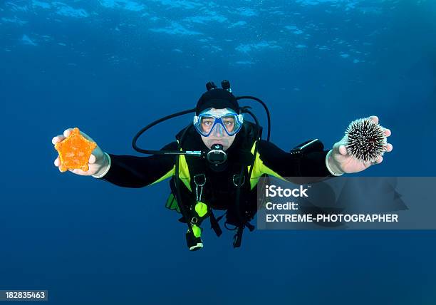 Diver Znaleźć Podwodne Życie - zdjęcia stockowe i więcej obrazów Bezpieczeństwo - Bezpieczeństwo, Czynność, Dzikie zwierzęta