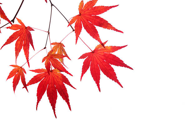 feuilles d'érable rouge japonaise - autumn leaf photos photos et images de collection