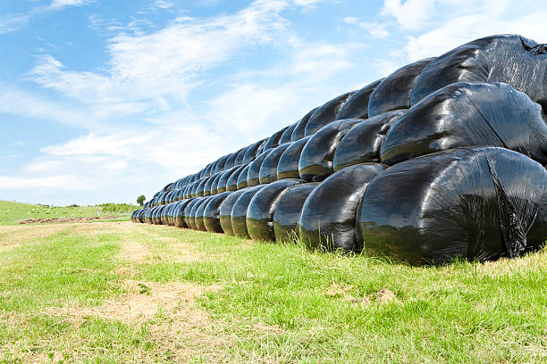 Haybales Black Plastic Wrapping In A Field Stock Photo - Download Image Now - Silage, Bale, - iStock