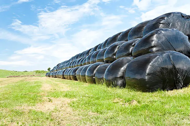 "Haybales in plastic bags, neatly stacked in a country field."