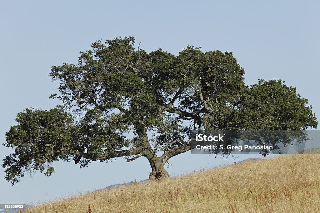 Whtas California Signature Tree Oak Tree Stock Photo - Download Image Now - California, Central ...