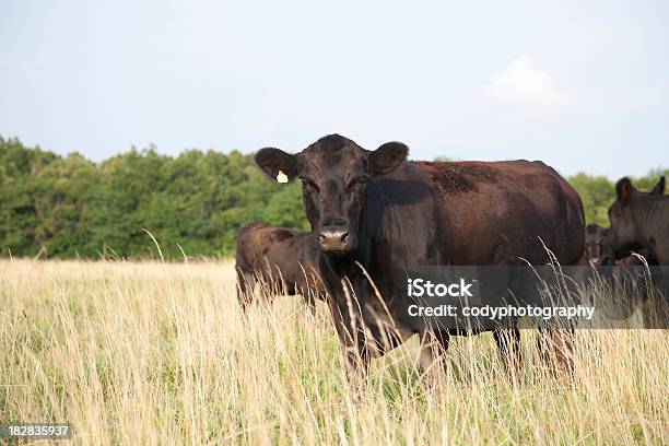 アンガス牛カメラ目線 - アバディーンアンガス牛のストックフォトや画像を多数ご用意 - アバディーンアンガス牛, ウシ, 家畜牛