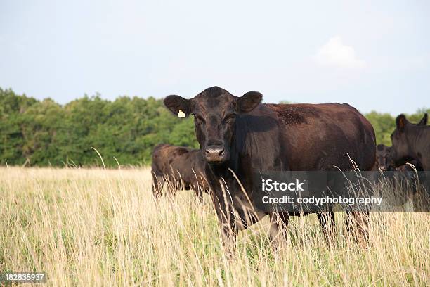 Angus Krowa Patrzeć Do Kamery - zdjęcia stockowe i więcej obrazów Bydło rasy Aberdeen Angus - Bydło rasy Aberdeen Angus, Bydło, Bydło domowe