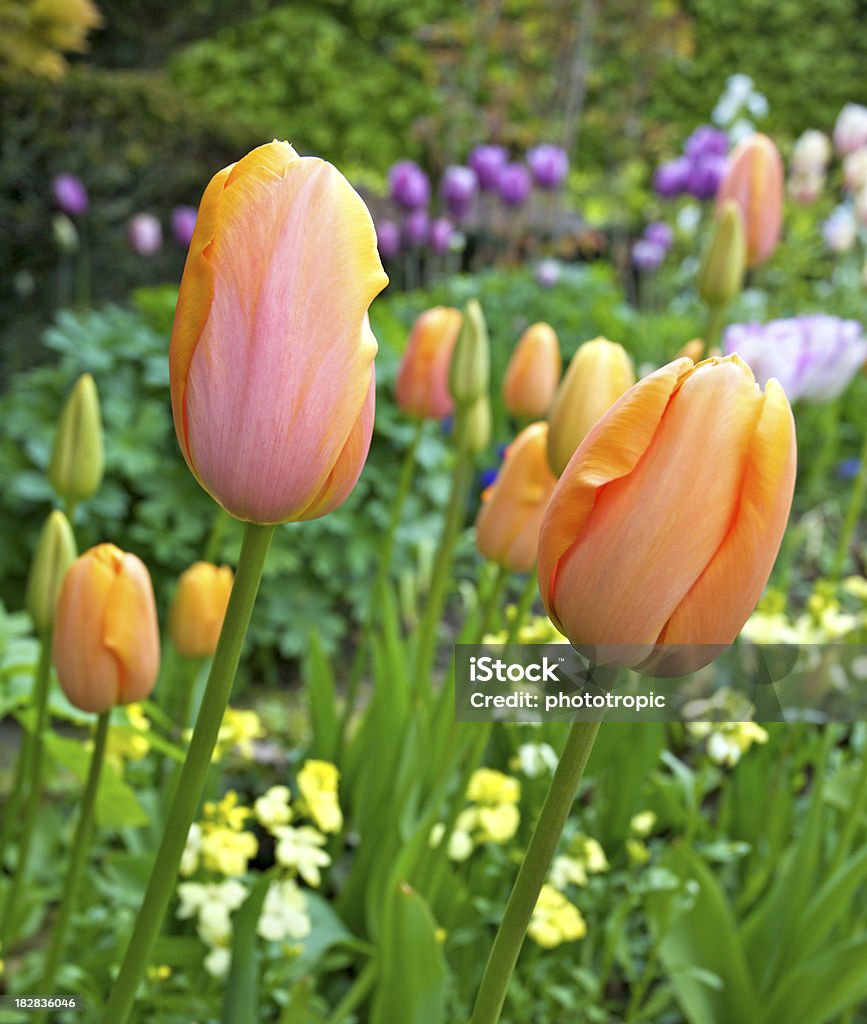 Дордонь тюльпаны - Стоковые фото Анютины глазки роялти-фри