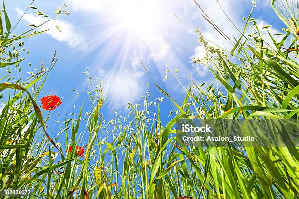 Photo libre de droit de Vert Champ Davoine Et De Soleil banque d'images et plus d'images libres de droit de Agriculture - Agriculture, Avoine cultivée, Bleu