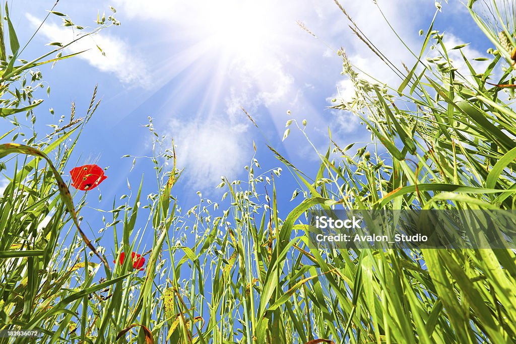 Verde campo de aveia e sol - Foto de stock de Agricultura royalty-free