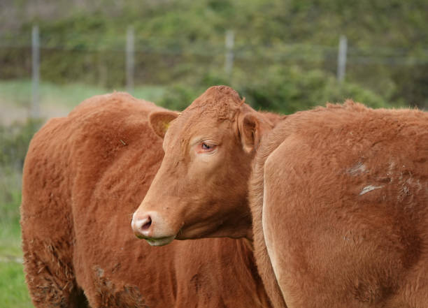 um closeup de gado vermelho em um campo de fazendeiros. - herbivorous close up rear end animal head - fotografias e filmes do acervo