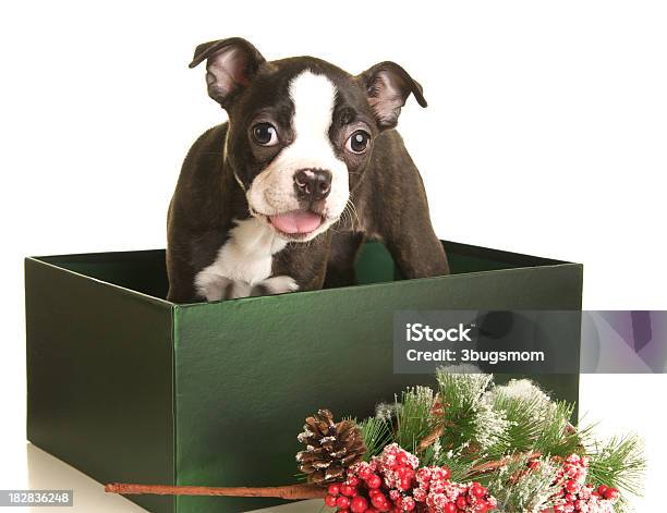 heroico triángulo montículo Terrier De Boston Cachorro En Una Caja De Regalo De Navidad Foto de stock y  más banco de imágenes de Animal - iStock