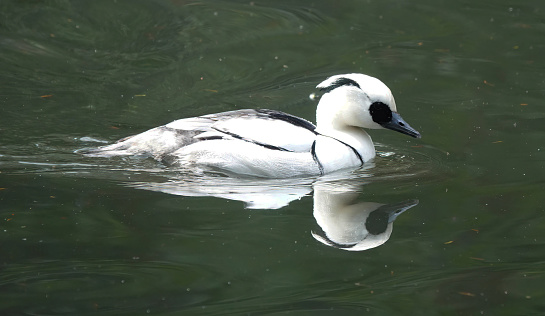 A side view of a male smew in the water at a nature reserve in England.