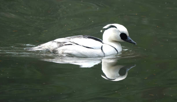 A smew drake, mergellus albellus, swimming in a pond. A side view of a male smew in the water at a nature reserve in England. mergellus albellus stock pictures, royalty-free photos & images