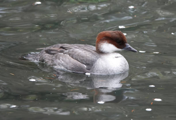 A female smew, mergellus albellus, on the water. A side view of a female smew swimming in a pond. mergellus albellus stock pictures, royalty-free photos & images