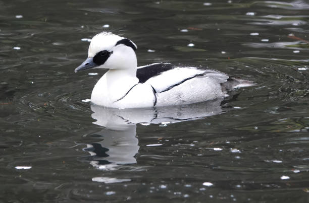 A male smew, mergellus albellus, swimming in a pond. A reflection shot of a male smew on the water. mergellus albellus stock pictures, royalty-free photos & images