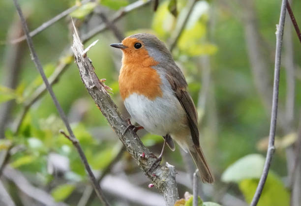 istock A beautiful closeup of a robin redbreast, erithacus rubecula, perching in a tree. 1828363515