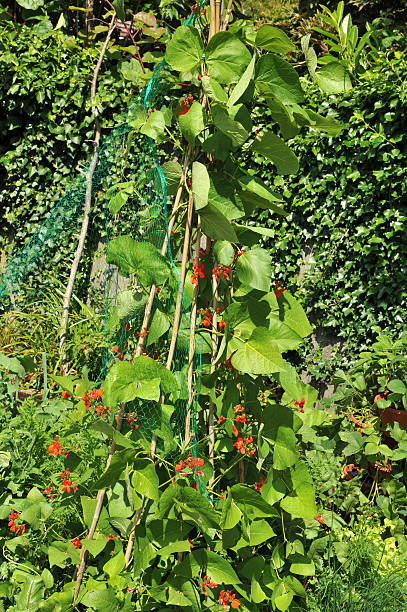 istock Runner beans growing in the vegetable garden 182836353