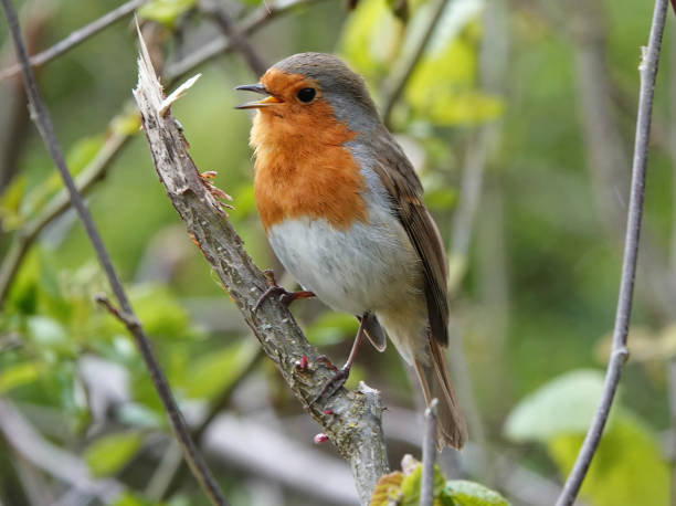 istock A closeup of a robin, erithacus rubecula, perched on a branch with beak open singing. 1828363540