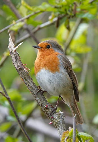 Singing european robin (Erithacus rubecula), the national bird of Great Britain.