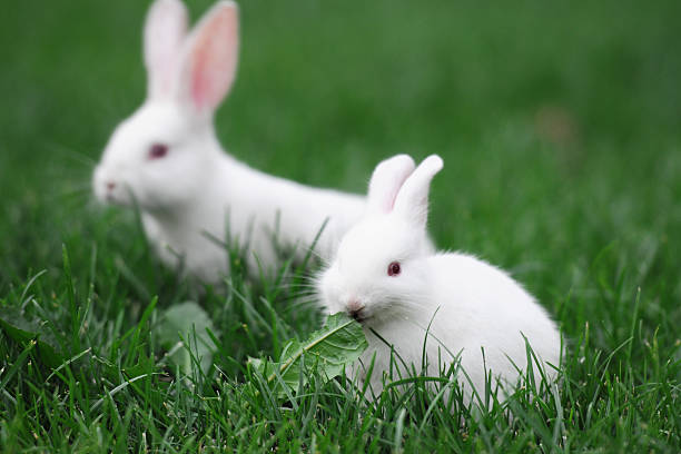 Two Animals Rabbit Baby Rabbit Couple Stock Photos, Pictures & Royalty-Free  Images - iStock