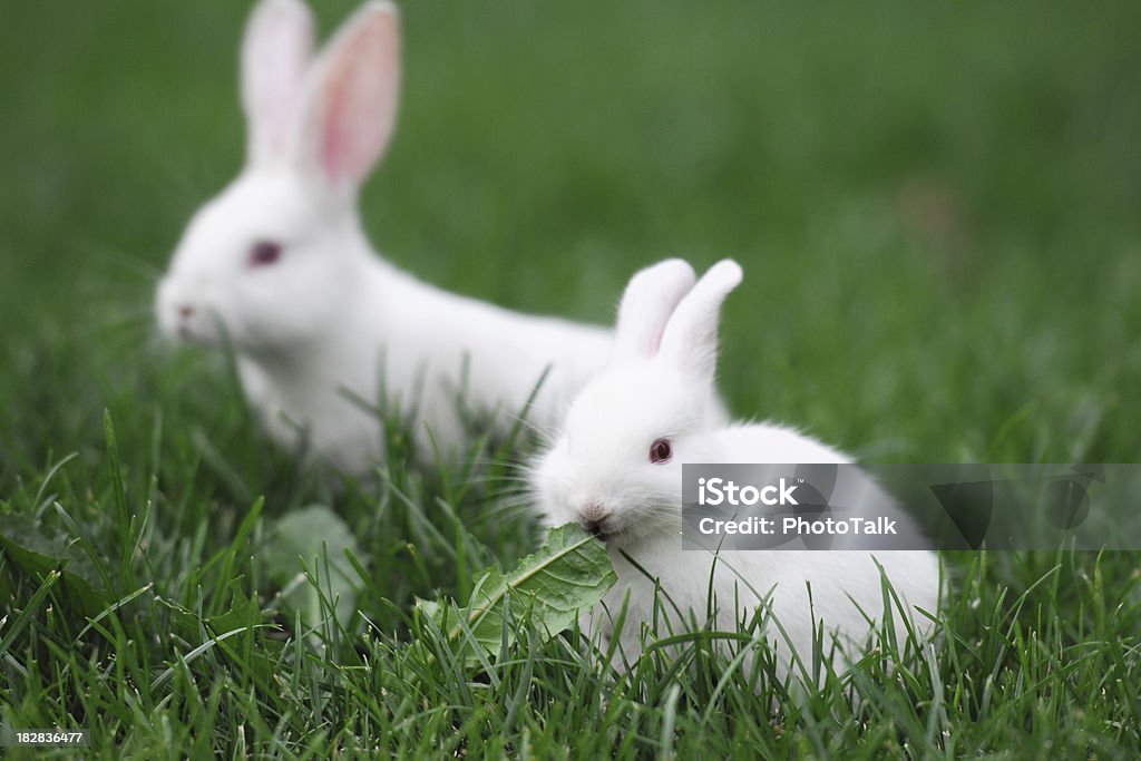Белый Кролик ест траву — крупнейшие - Стоковые фото Кролик - животное роялти-фри