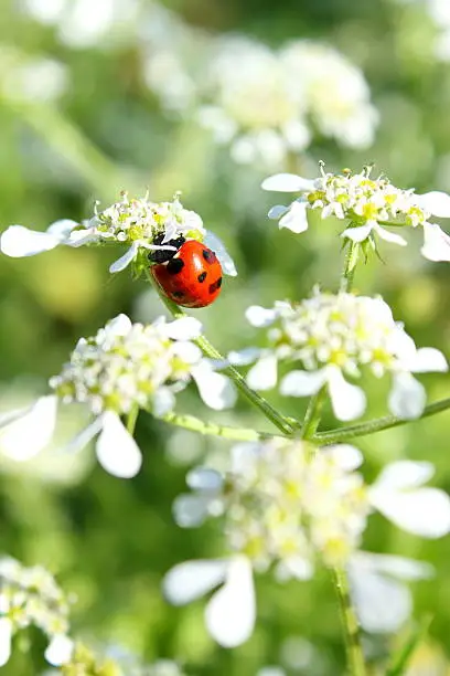 Photo of Ladybug and Queen Anne's Lace wildflower